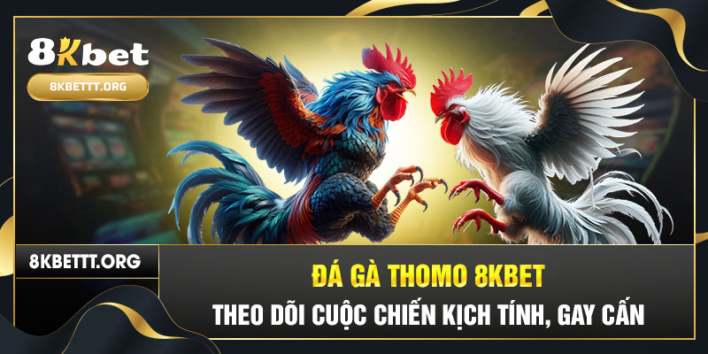 Giới thiệu sơ lược về sảnh đá gà Thomo tại 8kbet