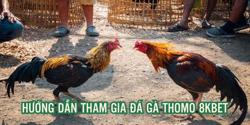 Hướng dẫn thao tác truy cập nền tảng đá gà thomo 8kbet nhanh chóng, chính xác