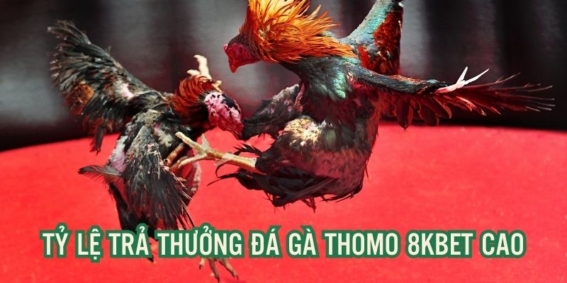 Tỷ lệ thưởng đá gà thomo 8kbet dành cho hội viên cực khủng