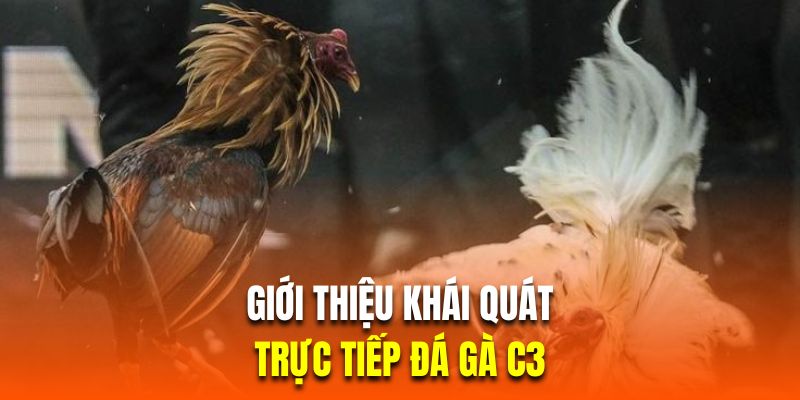 Giới thiệu khái quát về giải trực tiếp đá gà C3